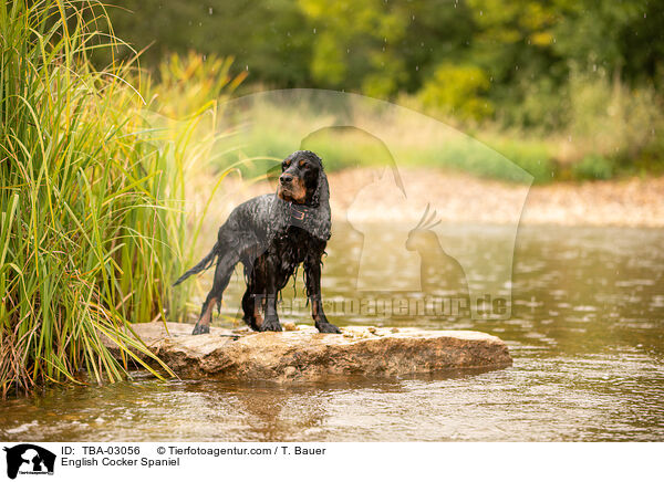 English Cocker Spaniel / English Cocker Spaniel / TBA-03056