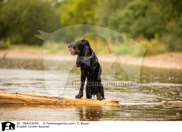 English Cocker Spaniel / English Cocker Spaniel / TBA-03059