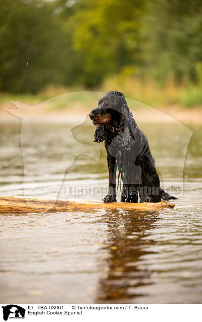 English Cocker Spaniel / English Cocker Spaniel / TBA-03061