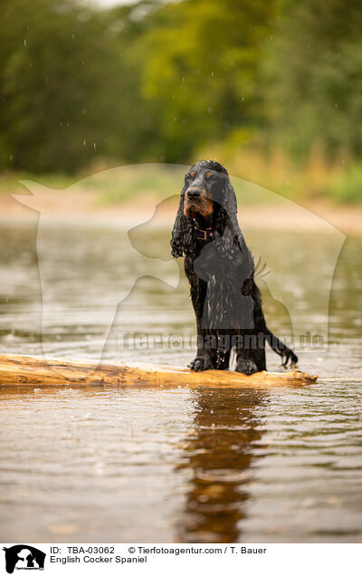 English Cocker Spaniel / English Cocker Spaniel / TBA-03062