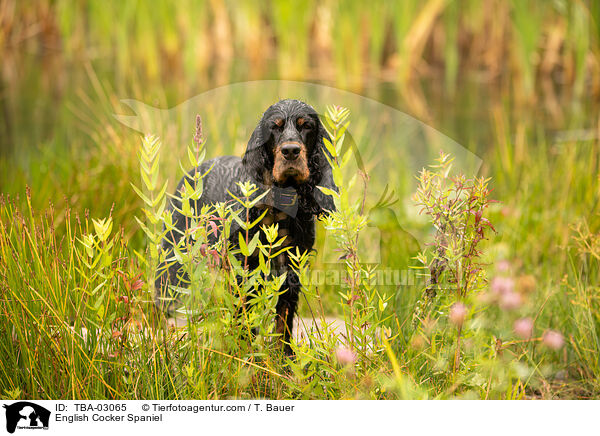 English Cocker Spaniel / English Cocker Spaniel / TBA-03065