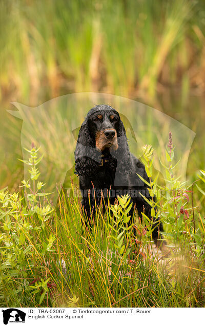 English Cocker Spaniel / English Cocker Spaniel / TBA-03067