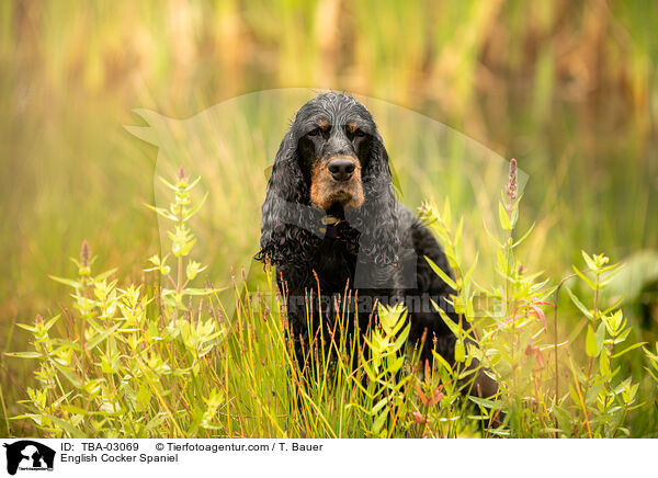 English Cocker Spaniel / English Cocker Spaniel / TBA-03069