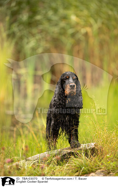 English Cocker Spaniel / English Cocker Spaniel / TBA-03070