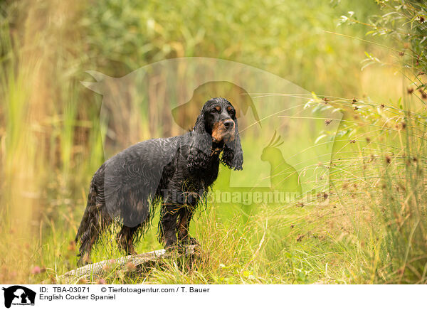 English Cocker Spaniel / English Cocker Spaniel / TBA-03071