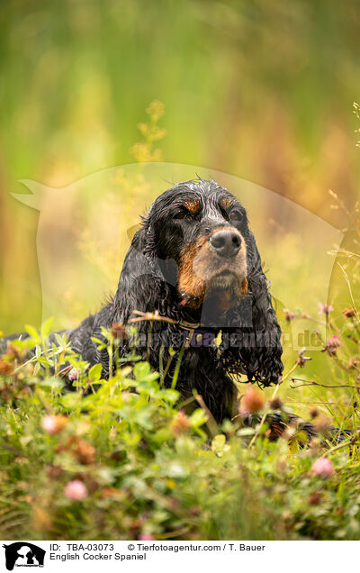 English Cocker Spaniel / English Cocker Spaniel / TBA-03073