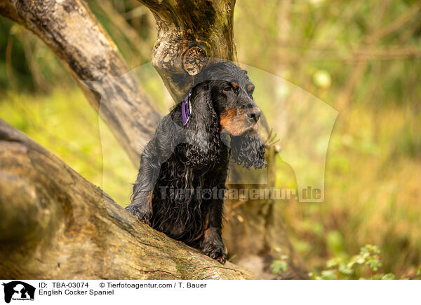 English Cocker Spaniel / English Cocker Spaniel / TBA-03074