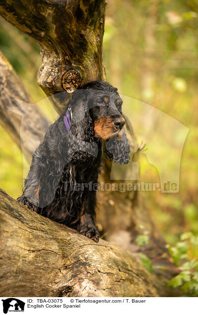 English Cocker Spaniel / English Cocker Spaniel / TBA-03075