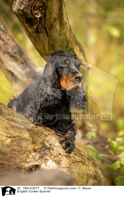 English Cocker Spaniel / English Cocker Spaniel / TBA-03077