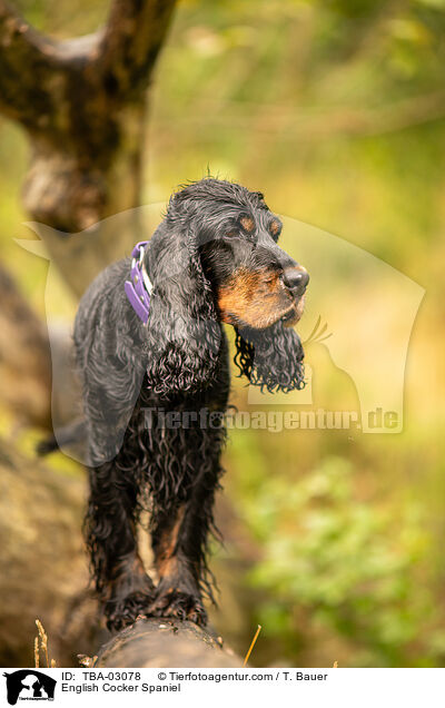 English Cocker Spaniel / English Cocker Spaniel / TBA-03078