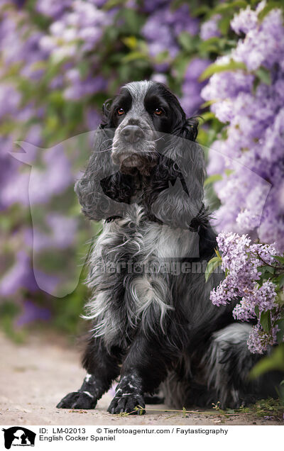 English Cocker Spaniel / English Cocker Spaniel / LM-02013