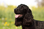 young English Cocker Spaniel