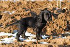 English Cocker Spaniel Puppy