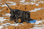 English Cocker Spaniel Puppy