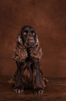 English Cocker Spaniel