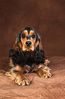 English Cocker Spaniel