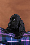 young English Cocker Spaniel