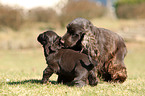 English Cocker Spaniels