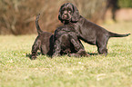 English Cocker Spaniel Puppies