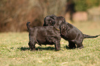 English Cocker Spaniel Puppies