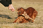 playing English Cocker Spaniel