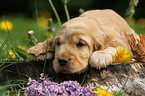 English Cocker Spaniel Puppy