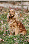 sitting English Cocker Spaniel