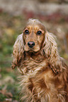 English Cocker Spaniel Portrait