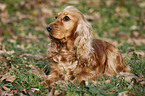 lying English Cocker Spaniel