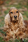 lying English Cocker Spaniel