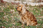 sitting English Cocker Spaniel