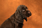 English Cocker Spaniel Puppy