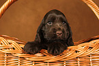 English Cocker Spaniel Puppy