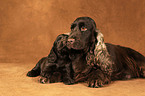 English Cocker Spaniels