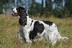 English Cocker Spaniel