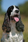 English Cocker Spaniel Portrait