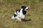 running English Cocker Spaniel