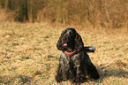 English Cocker Spaniel