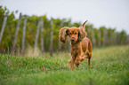 running English Cocker Spaniel