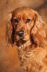 English Cocker Spaniel Portrait