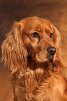 English Cocker Spaniel Portrait