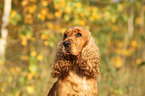 English Cocker Spaniel Portrait