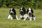 English Cocker Spaniel Puppies