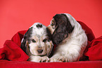 sitting Cocker puppies