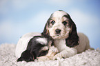 sitting Cocker puppies