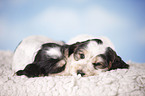 sitting Cocker puppies