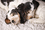 sitting Cocker puppies