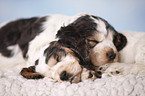 sitting Cocker puppies