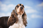 English Cocker Spaniel