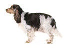 English Cocker Spaniel